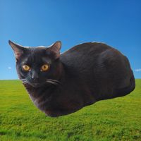 billgoesmeow