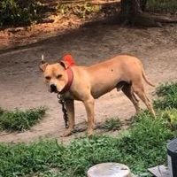 trustnothingkennels12