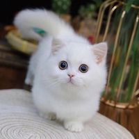 daisycutepet