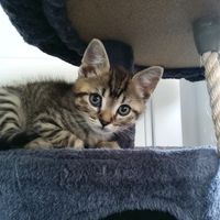 katzenbaby.sena