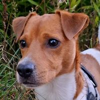 оригінальний звук