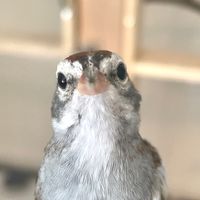 ur_fave_arsonist_navin