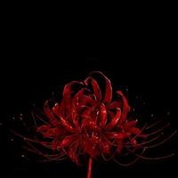 lilly_unknown41