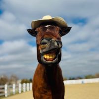 bailey_horse_tricks5