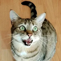 Holding out for a hero Bonnie Tyler gatuna