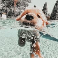 lush life
