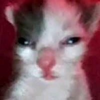 sonido original - Posting_XD ✓