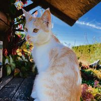 оригинальный звук