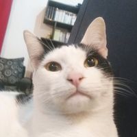 soypinoelgato