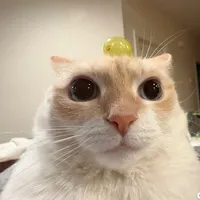 original sound - eepygoobie