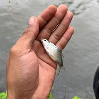 my.fishing.story8