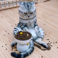 suara asli