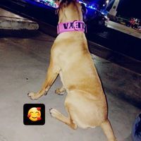 presa.canario74