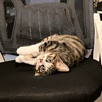 original sound - cat_peetan