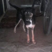 mayllon_the_doguinho