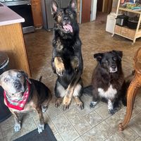 dawson.the.gsd