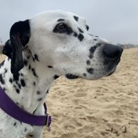 lululadalmata