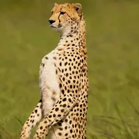 original sound - beyondsafari