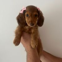 mapletheweeniee