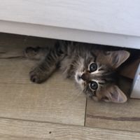 yukikitten