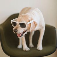 sunet original - ViralPodcast