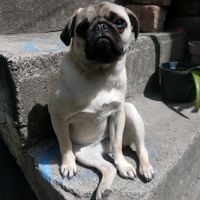 moca.pug