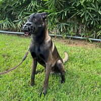 rioelmalinois