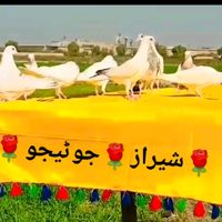 sheeraz.junejo
