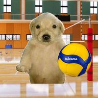 los_pros_delvoley