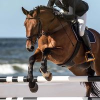 myherocheval1