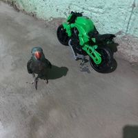 dudu_passaro7