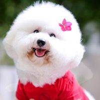 sweet.dogggg