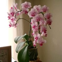 offical_orchid_fairy5