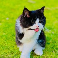 الصوت الأصلي