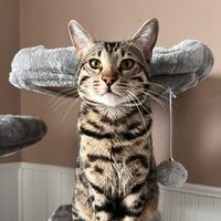 leothebengalcat3