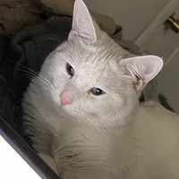 original sound - 9999pipe