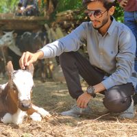 hamzasheikhbirds