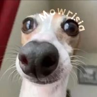 mowrisia