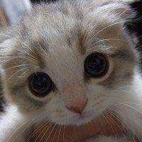 liveanotherspring_petlov