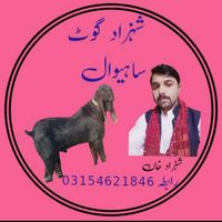 shahzadkhangoatframsahiw