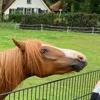 ponyfan2010