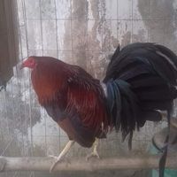 elweroreyna