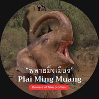 elephantrescue2015cnx