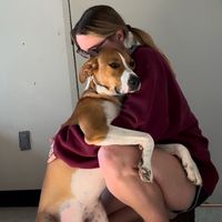 shelterdogs