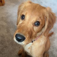 burkleeslifesgolden