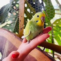 aviariobl