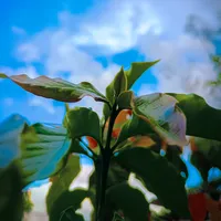 original sound - abrahambaterista