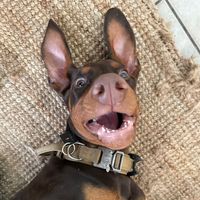 mako.the.doberman