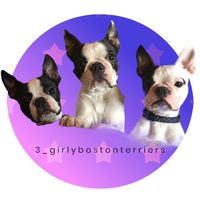 3_girlybostonterriers