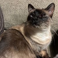 shiftyshaftsgt